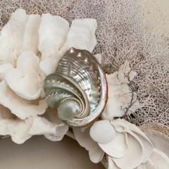 Shell Details
